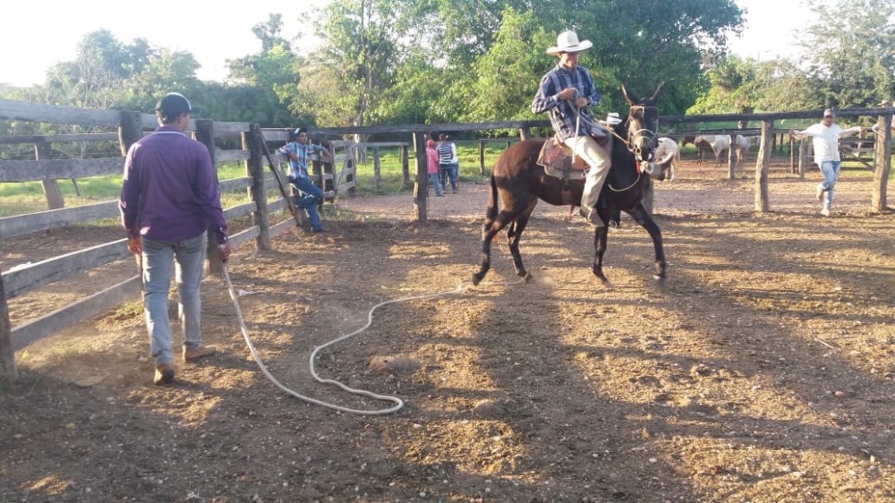 SENAR realiza curso de Trabalhador na Doma Racional de Equinos e Muares – Casqueamento em Augustinópolis