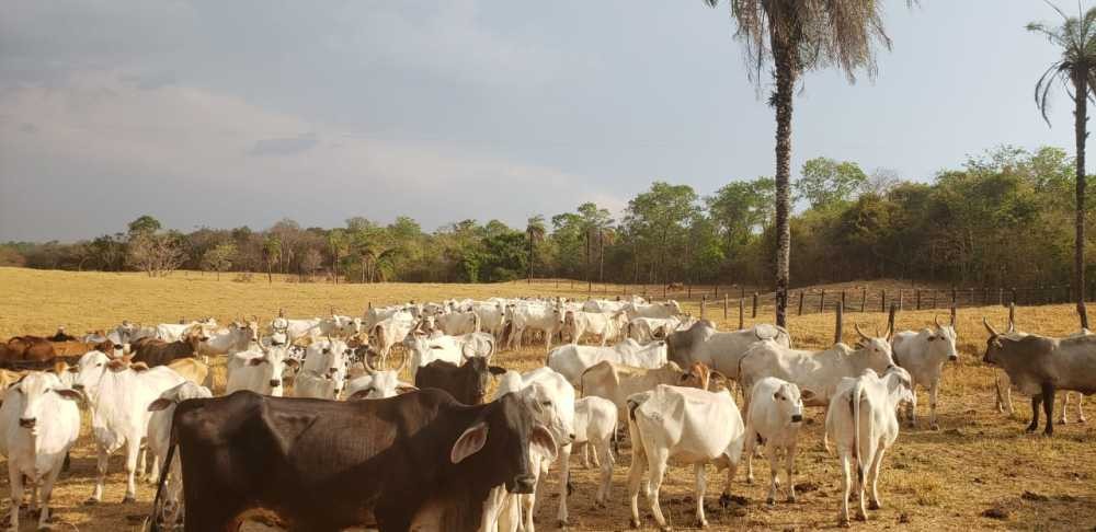 Polícia Civil do Tocantins recupera gado roubado