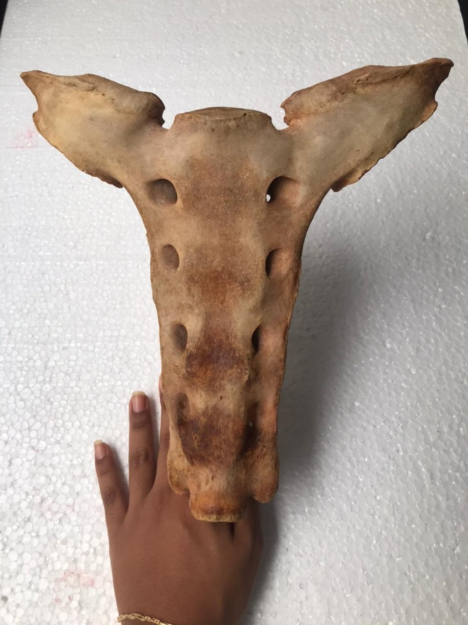 Relatos e sobreviventes: Psicologa Patricia Martins faz relato sobre pacientes e COVID 19