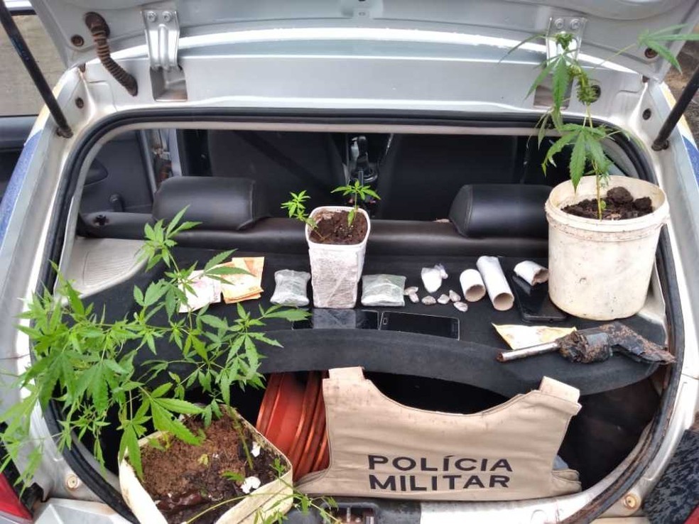 Suspeitos de tráfico são presos após polícia encontrar pés de maconha