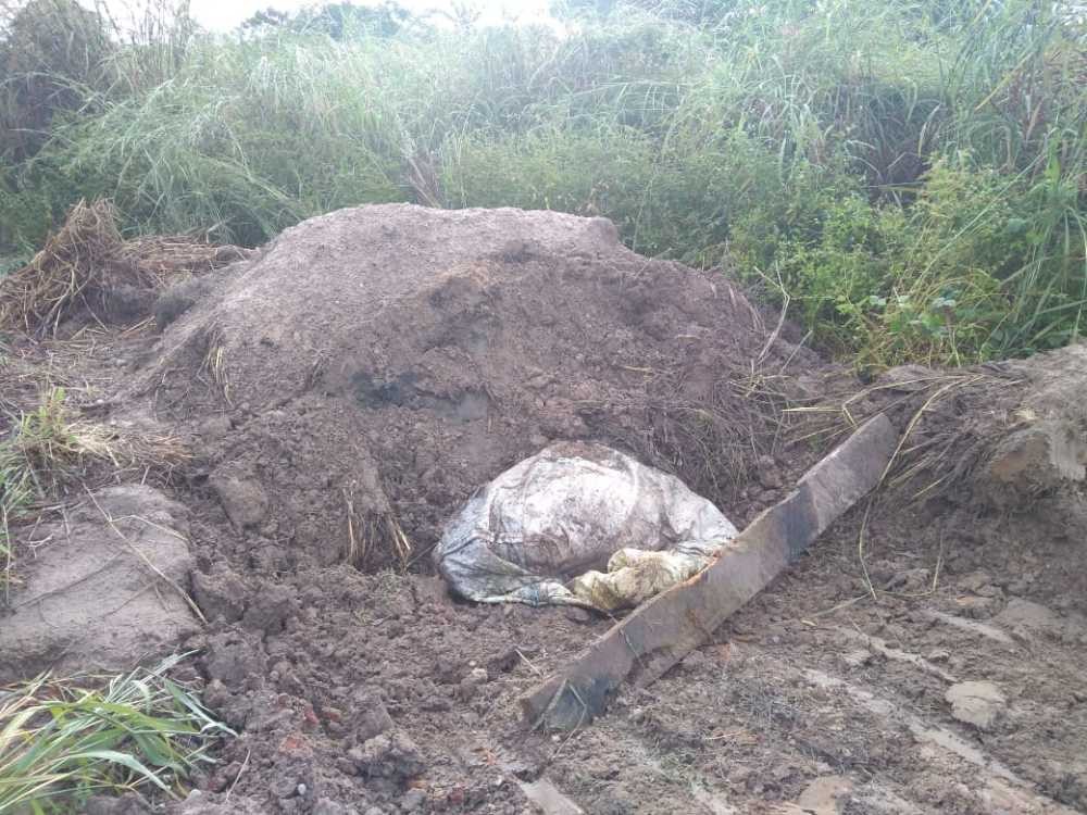 Operação “Sepulcro Bovino” da Polícia Civil localiza ossadas de bovinos furtados e abatidos