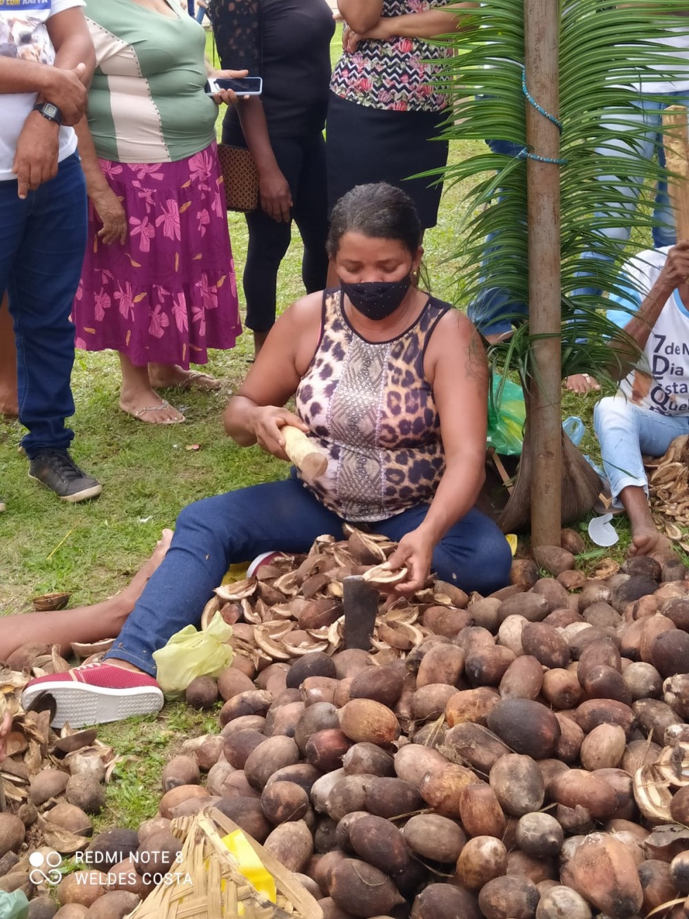 Carrasco Bonito - Conselho Municipal de Meio Ambiente, promove festa em homenagem as quebradeiras de coco