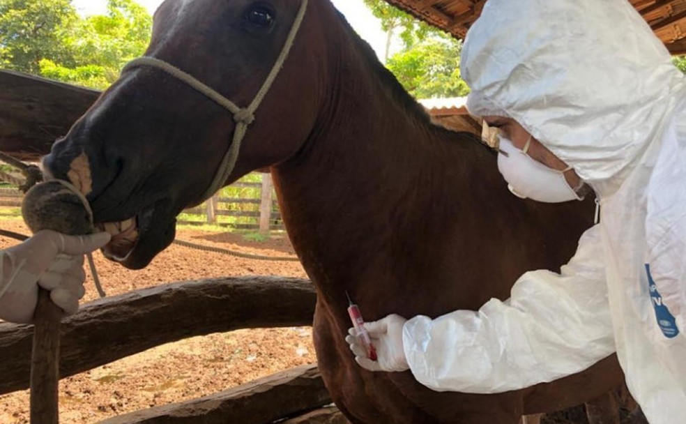 Sobe para 21 o número de casos de mormo confirmados este ano no TO