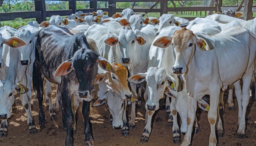 Primeira etapa de vacinação contra a brucelose encerra nesta quinta-feira, 30