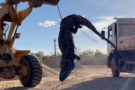 Jacaré gigante é retirado de lago com pá carregadeira no Tocantins