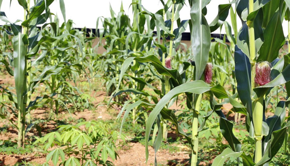 Estado do Tocantins discute implantação de usina de etanol de milho para baratear custos dos combustíveis e de insumos para produção de carne