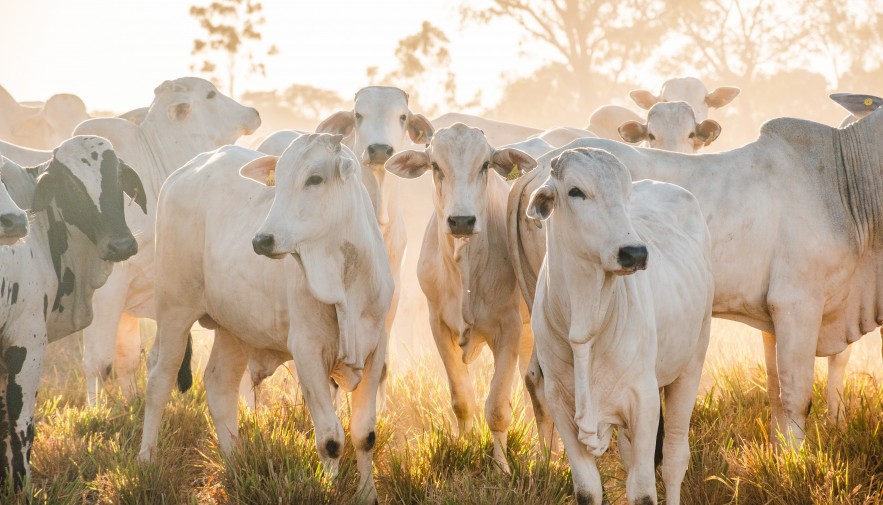 Governo do Tocantins abrirá a última campanha de vacinação contra febre aftosa em Miranorte