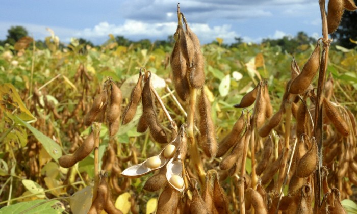 Plantio de soja está liberado no Tocantins a partir de 1º de outubro