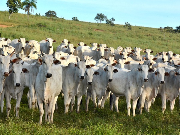 Ações de defesa agropecuária animal e vegetal fortalecem o setor no Tocantins