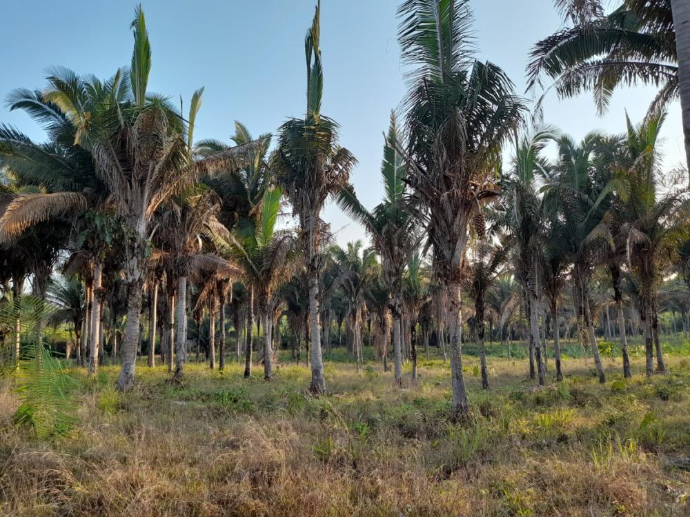 CARRASCO BONITO - Proprietário de Imóvel Rural em é autuado e multado em 25.000,00 por crime ambiental praticado por terceiro sem o seu conhecimento.