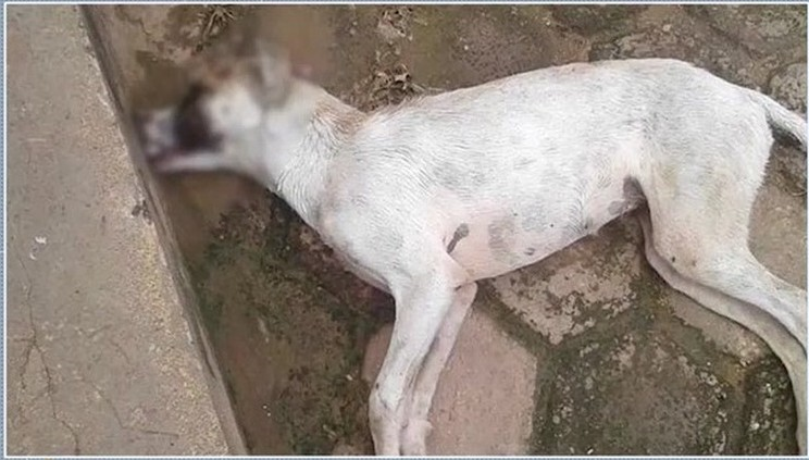 Cães envenenados deixa moradores revoltados em Imperatriz