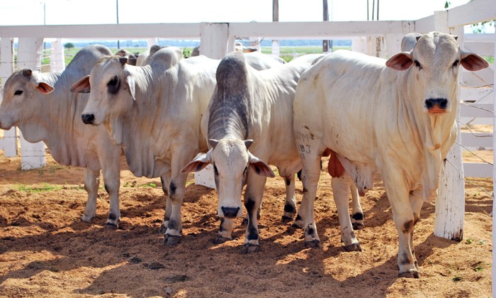 Campanha de vacinação contra febre aftosa teve início na sexta, 1°, e prossegue até dia 31